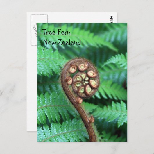Carte Postale Tree Fern Nouvelle-Zélande (Devant / Derrière)