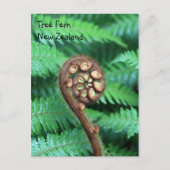 Carte Postale Tree Fern Nouvelle-Zélande (Devant)