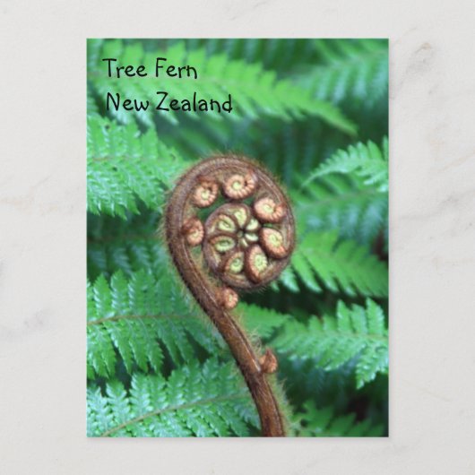Carte Postale Tree Fern Nouvelle-Zélande (Devant)