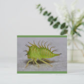 Carte Postale Tree hopper (Debout devant)
