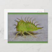 Carte Postale Tree hopper (Devant / Derrière)