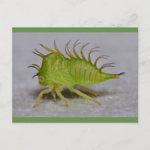 Carte Postale Tree hopper