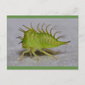 Carte Postale Tree hopper (Devant)