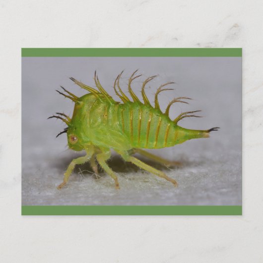 Carte Postale Tree hopper (Devant)