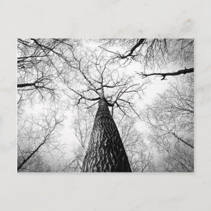 Carte Postale Tree in black and white