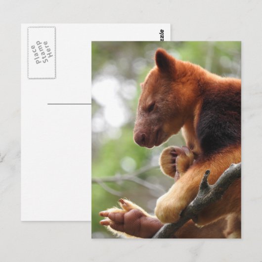 Carte postale Tree Kangaroo (Devant / Derrière)