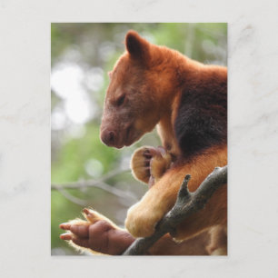Carte postale Tree Kangaroo