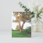 Carte postale Tree Nymphe (Debout devant)