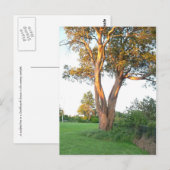 Carte postale Tree Nymphe (Devant / Derrière)