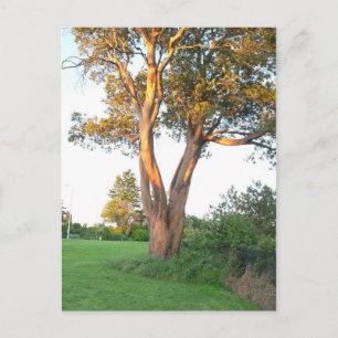 Carte postale Tree Nymphe
