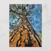 Carte Postale Tree of Life (Devant)