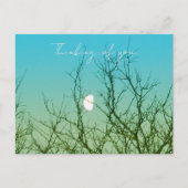 Carte Postale Tree Photography (Devant)