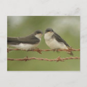Carte postale Tree Swallow (Devant)