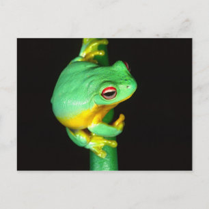Carte Postale Treefrog de l'oeil rouge australien, Litoria chlor