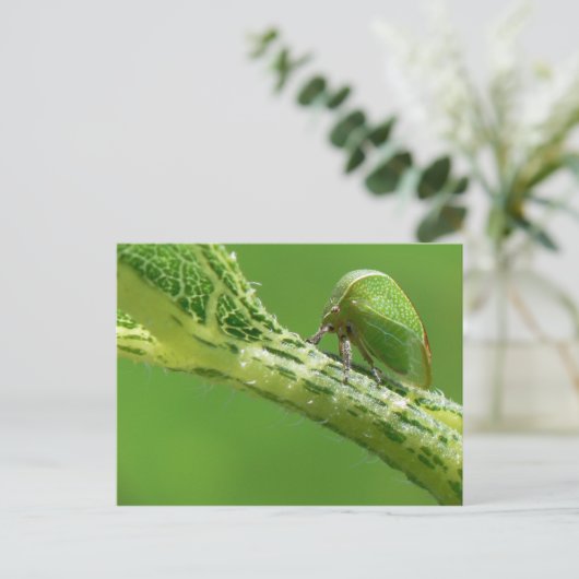 Carte postale Treehopper. (Debout devant)