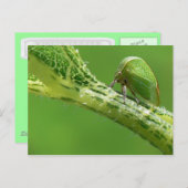 Carte postale Treehopper. (Devant / Derrière)