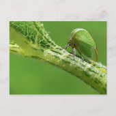 Carte postale Treehopper. (Devant)