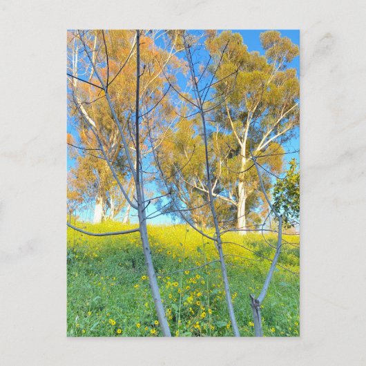 Carte Postale Trees (Devant)