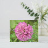 Carte Postale Trèfle rouge (Debout devant)