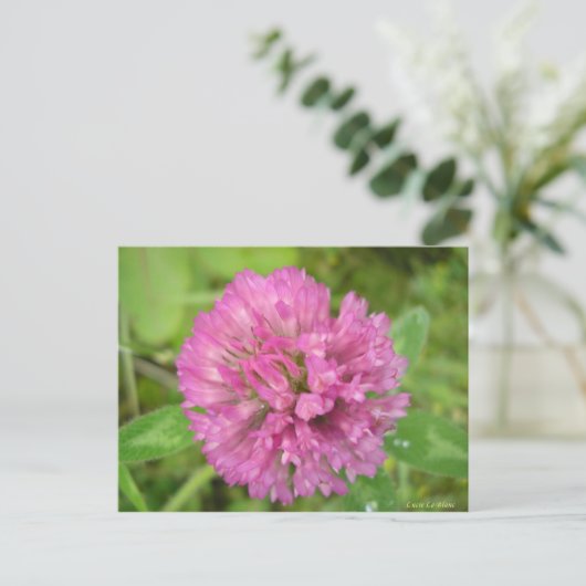 Carte Postale Trèfle rouge (Debout devant)