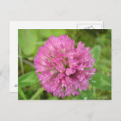 Carte Postale Trèfle rouge (Devant / Derrière)