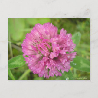 Carte Postale Trèfle rouge