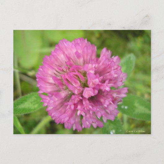 Carte Postale Trèfle rouge (Devant)