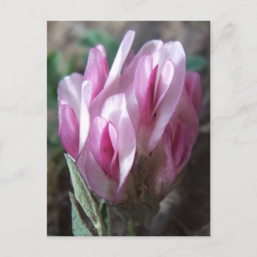 Carte Postale Trèfle sauvage, Colorado Rockies (Devant)