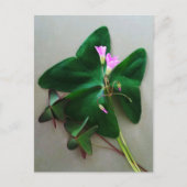 Carte Postale Trèfle vert Fleurs roses Saint Patrick (Devant)