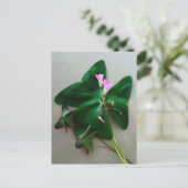 Carte Postale Trèfle vert Fleurs roses Saint Patrick (Debout devant)