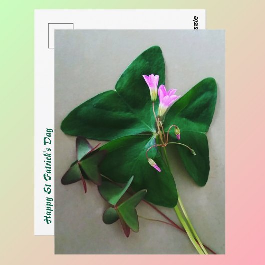 Carte Postale Trèfle vert Fleurs roses Saint Patrick