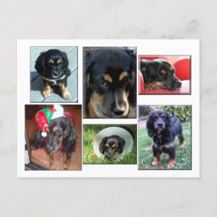 Carte Postale Trei-le chiot