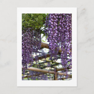 Carte Postale Trellis de glycine : Kameido Tenjin, Tokyo