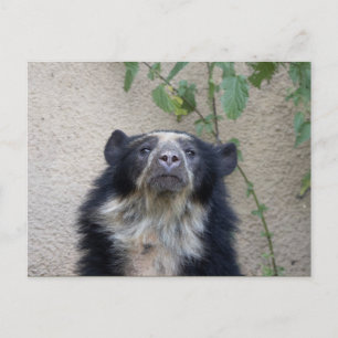 Carte Postale Tremarctos ornatus - Brillenbär