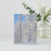 Carte Postale Trembles Couverts de Neige, Beartrap-Desolation Ri (Debout devant)