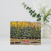 Carte Postale Trembles d'Automne (Debout devant)