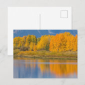 Carte Postale Trembles d'automne colorées (Devant / Derrière)