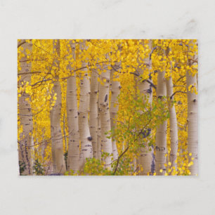 Carte Postale Trembles d'automne dans le col de Kebler au Colora