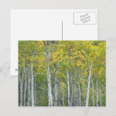 Carte Postale Trembles d'automne dans le col de McClure dans le (Devant / Derrière)