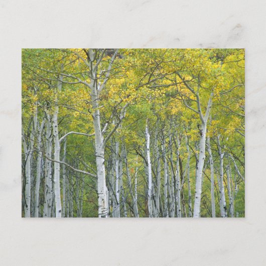 Carte Postale Trembles d'automne dans le col de McClure dans le (Devant)