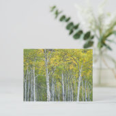 Carte Postale Trembles d'automne dans le col de McClure dans le (Debout devant)