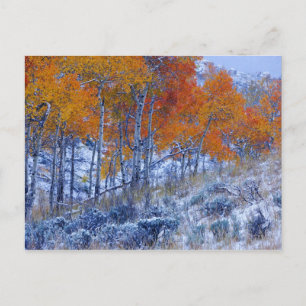 Carte Postale Trembles en couleurs d'automne, montagnes Bighorn,