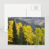 Carte Postale Trembles (Populus Tremuloides) et conifères 2 (Devant / Derrière)