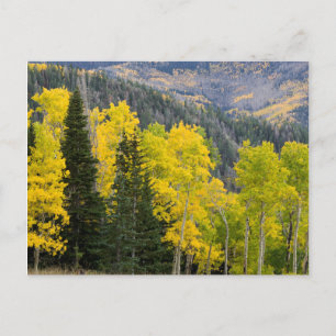 Carte Postale Trembles (Populus Tremuloides) et conifères 2