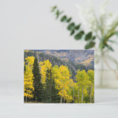 Carte Postale Trembles (Populus Tremuloides) et conifères 2 (Debout devant)