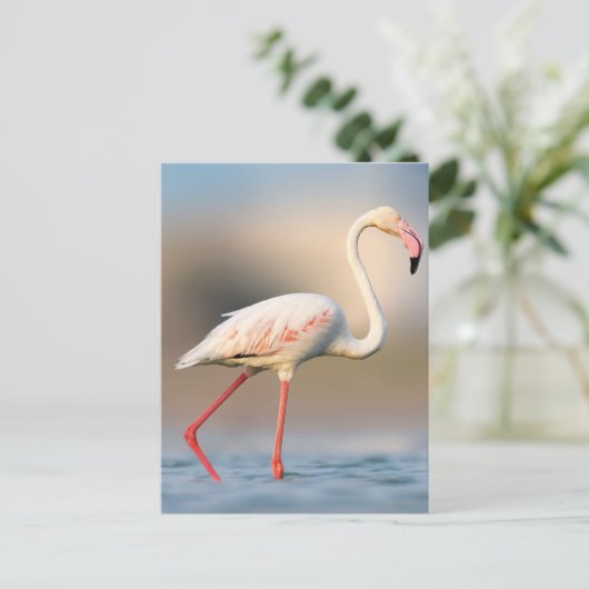 Carte Postale Très beau flamant rose (Debout devant)