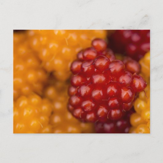 Carte Postale Très Berry (Devant)
