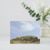 Carte postale Très Grande Alligator (Debout devant)