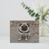 Carte Postale Très Sérieux Pug (Debout devant)