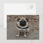 Carte Postale Très Sérieux Pug (Devant / Derrière)
